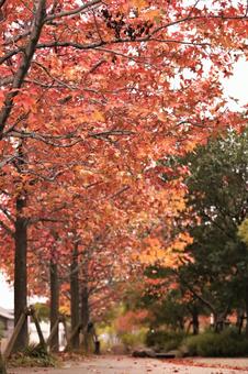 紅葉 紅葉の写真