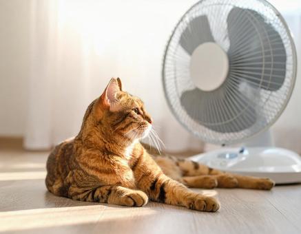 扇風機と猫の癒やしの風景 扇風機と猫の癒やしの風景の写真
