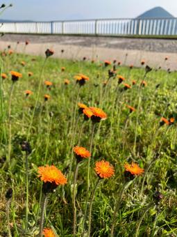 遊歩道の花の写真