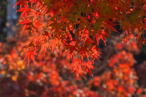 紅葉狩り もみじ,秋,冬の写真素材