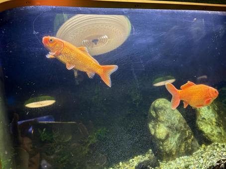 金魚の水槽 金魚の水槽の写真