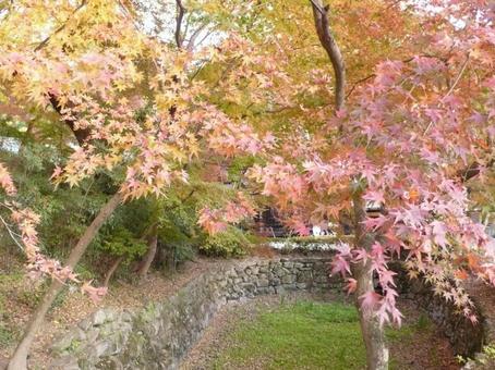 紅葉 紅葉の写真