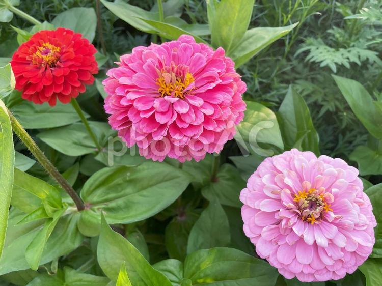 赤・ピンク・薄ピンクの百日草（ジニア） 百日草,ジニア,花の写真素材