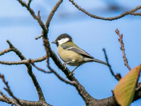 枝にとまるシジュウカラ シジュウカラ,野鳥,鳥の写真素材