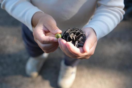 子どもの手と拾った松ぼっくり、どんぐり 子ども,松ぼっくり,どんぐりの写真素材