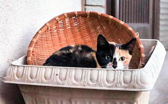 個性的な住処の写真