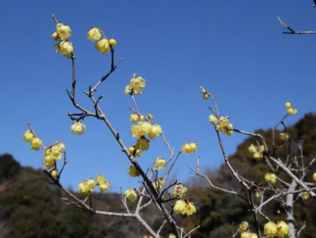 青空に映える黄色い梅の花 青空に映える黄色い梅の花の写真
