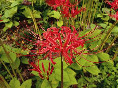 彼岸花 彼岸花 彼岸花,曼珠沙華,お彼岸の写真素材