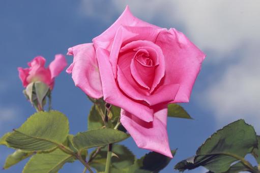 ピンク色の薔薇 ピンク色の薔薇の写真