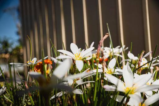 白い花と縦の影が美しい夏の午後の光 白い花と縦の影が美しい夏の午後の光 花,白い花,タマスダレの写真素材