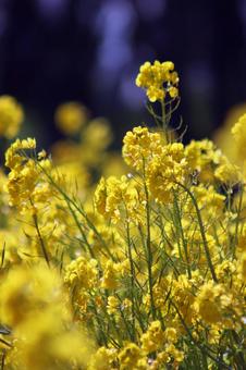 菜の花 風景,春,背景の写真素材