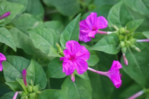緑の葉と濃いピンクのオシロイバナの花の写真