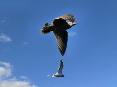 青空にカモメ カモメ,青空,野生の写真素材