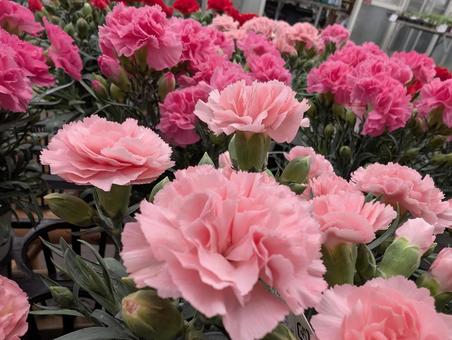 カーネーション達 カーネーション,flower,植物の写真素材