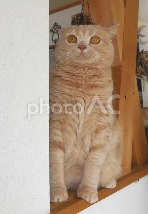 うちのネコさま　イカ耳でお座り ネコ,猫,昼寝の写真素材