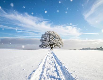 雪原の中にある一本の木7 雪原の中にある一本の木7の写真