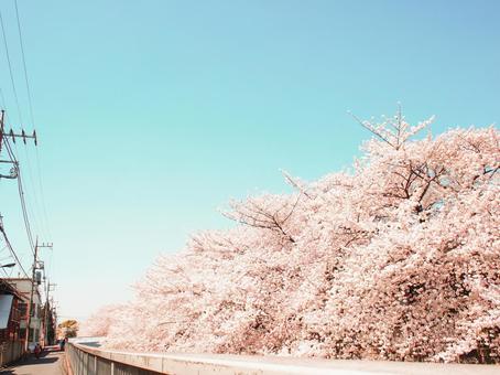 春の桜景色29 春の桜景色29の写真