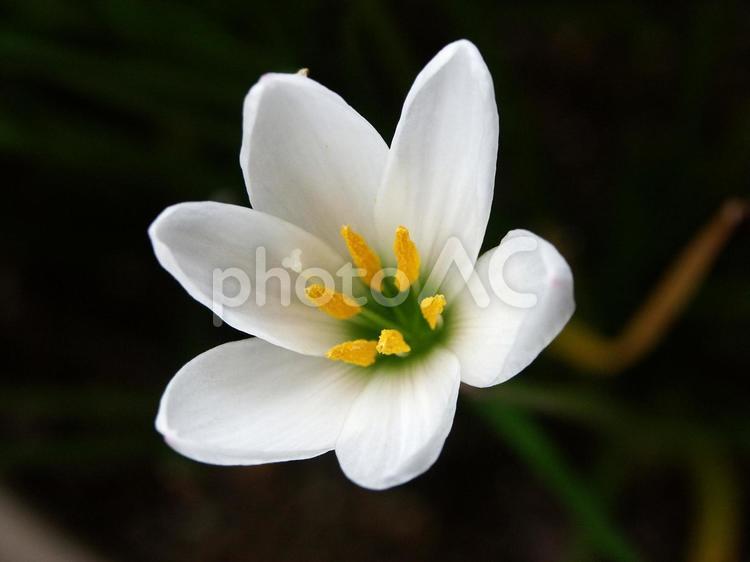 タマスダレのクローズアップ ゼフィランサス,自然風景,きれいの写真素材