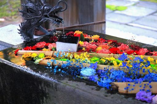花模様ー花手水 花,花手水,神社仏閣の写真素材