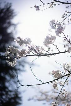 陽光に輝く桜 桜,花,春の写真素材