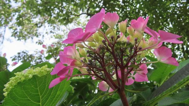 Photo, hydrangea, flower, beautiful, 