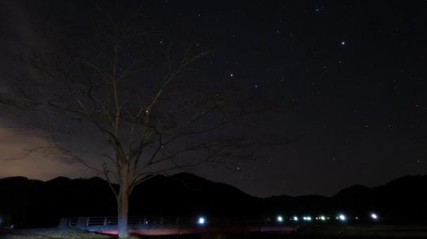 枝に宿る星のきらめき 枝に宿る星のきらめき 木,枝,幹の写真素材