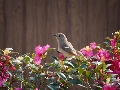 redstart, JPG redstart, 黄尾鸲, 女性, 野生鸟类, JPG