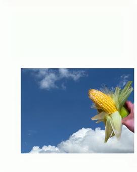 とうもろこしと青空 とうもろこしと青空 とうもろこし,青空,夏空の写真素材