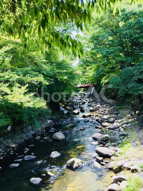 新緑の修善寺の川 ハス,川,修善寺の写真素材