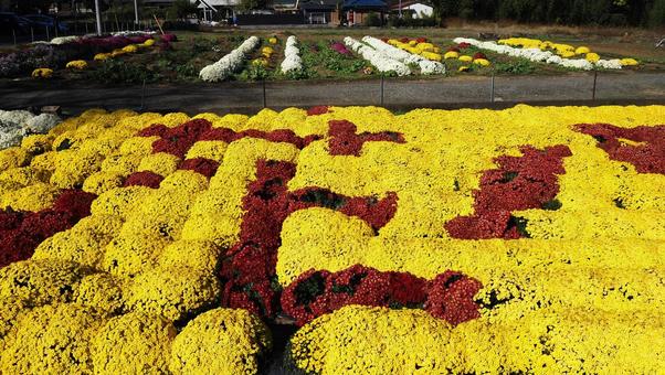 秋の厚木市飯山・菊畑の花文字(神奈川県) 秋の厚木市飯山・菊畑の花文字(神奈川県) 秋,菊,花の写真素材