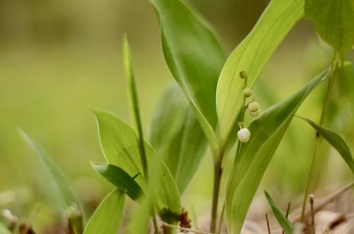 Lily of the valley, JPG