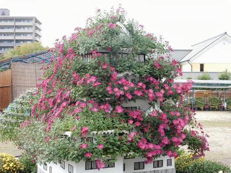 【風景写真】福山菊花展覧会の風景 キク,菊,菊花展の写真素材