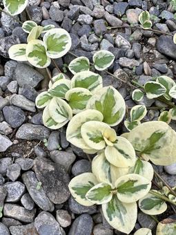 植物 植物の写真