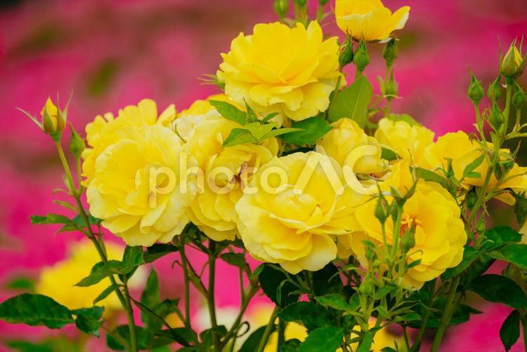 神代植物公園に咲く黄色のバラ 日本,花,バラの写真素材