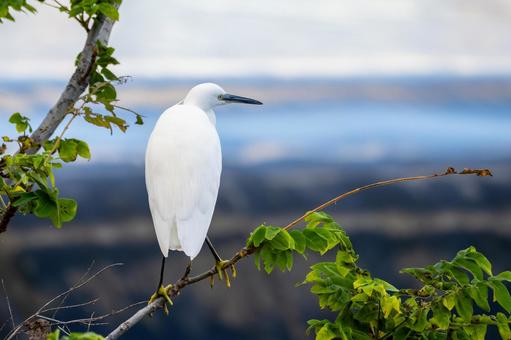 コサギ(41)の写真