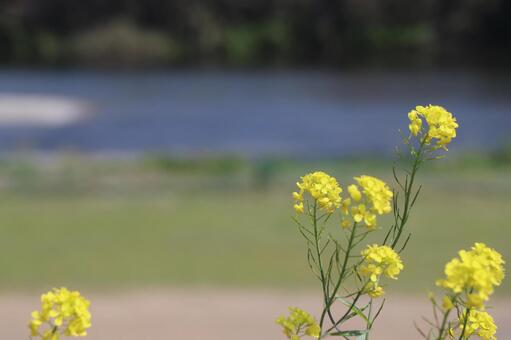 菜の花の写真