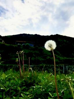 たんぽぽの写真