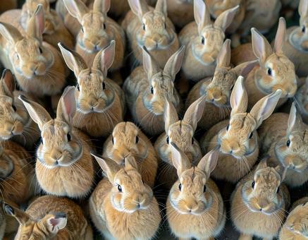 うさぎの群れ うさぎの群れの写真