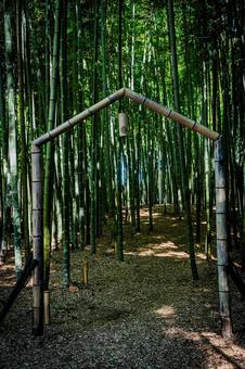 栃木県　竹林 栃木,栃木県,宇都宮市の写真素材