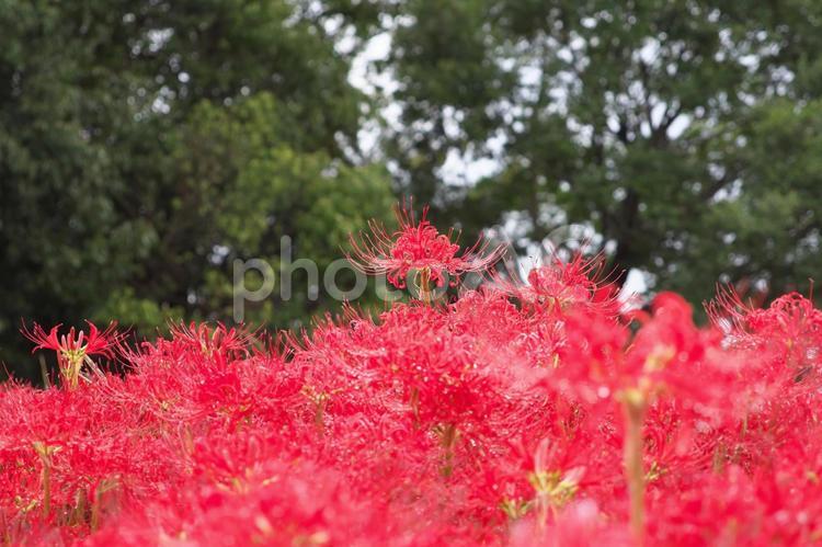 森の中の彼岸花の群生地 彼岸花,曼珠沙華,花の写真素材