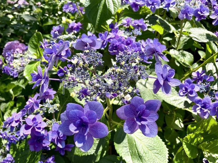 紫色のガクアジサイ 紫陽花,カラフル,紫色の写真素材