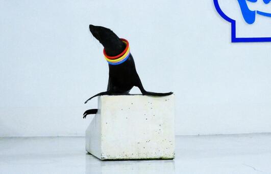 登別マリンパークニクスのオットセイ 水族館,ショー,動物の写真素材