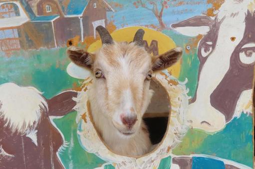パネルから顔を出す仔ヤギ パネルから顔を出す仔ヤギ ヤギ,動物,山羊の写真素材