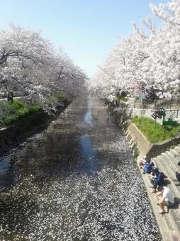 桜の花びらが浮かぶ川 桜,川,春の写真素材