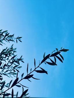 Photo, olive, plant, natural, 