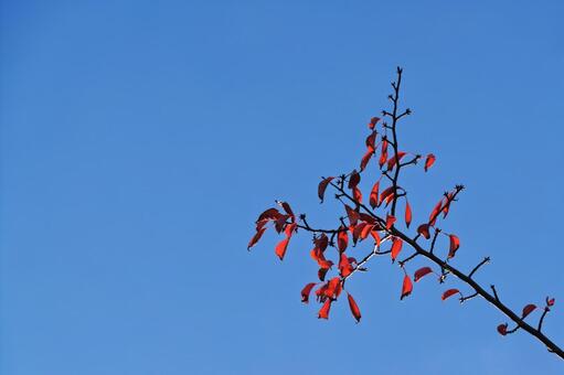 紅葉 紅葉,葉,赤の写真素材