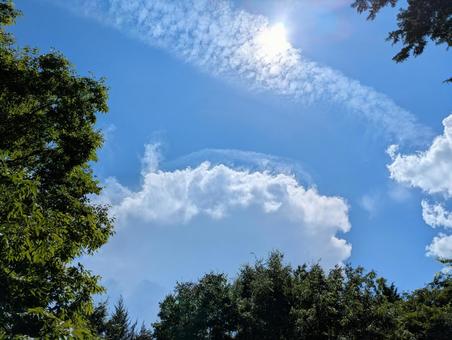 木の合間から見える夏空 木の合間から見える夏空の写真