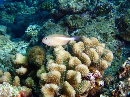 メガネゴンべ メガネゴンべ,魚,ダイビングの写真素材