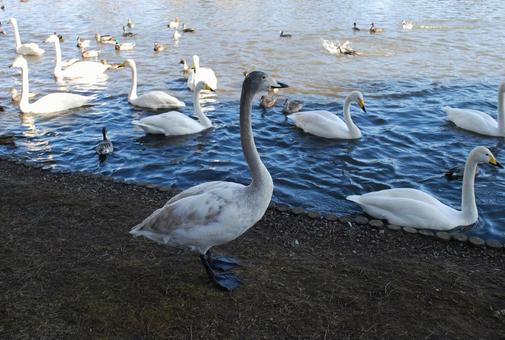野鳥の家族 野鳥の家族 越冬,鳥,ハクチョウの写真素材