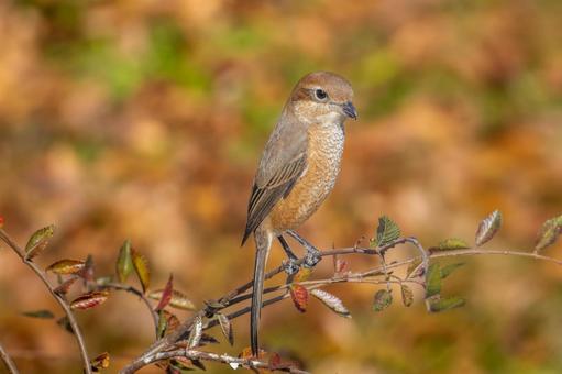 A shrike perched on a branch, mos, hyperbird, wild bird, JPG